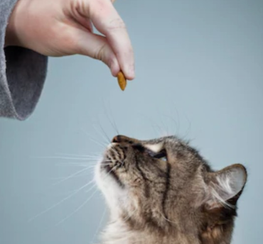 고양이 훈련: 사랑스러운 반려묘와의 소통과 교감을 위한 비법
